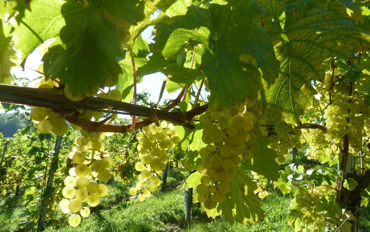 Weingut- Gaestezimmer Marko Leutschach Kültér fotó
