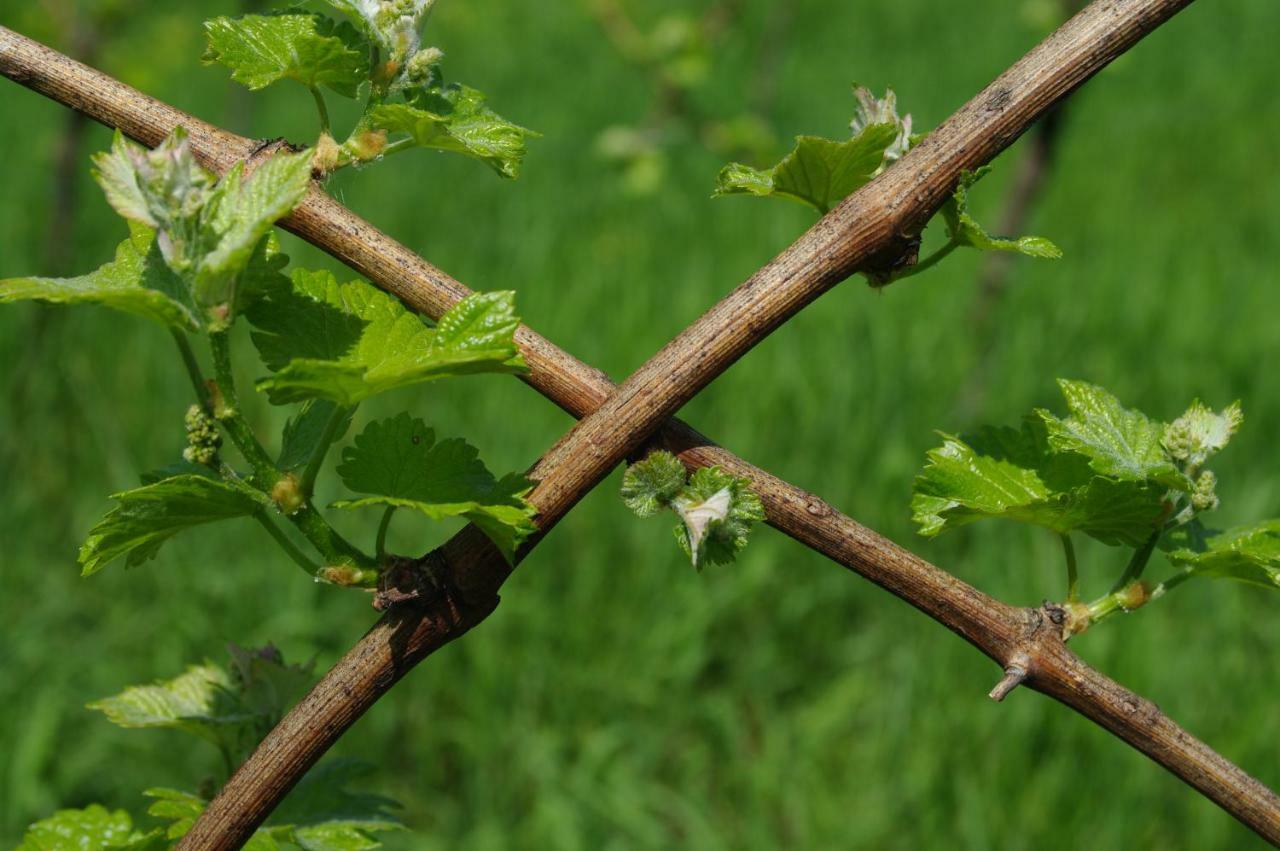 Weingut- Gaestezimmer Marko Leutschach Kültér fotó